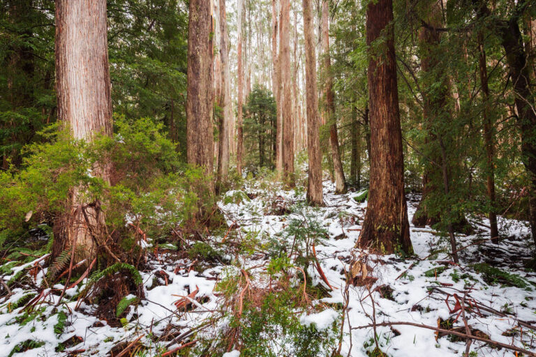 What the grim outlook for Alpine Ash forests tell us about forestry dogma (commentary)