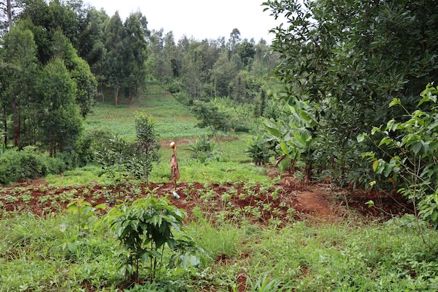 Universities Join Hands to  Enhance Agroforestry Research for Mitigating Climate Change