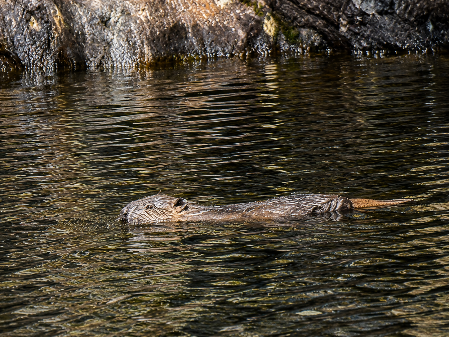 First baby beavers in 400 years born in Scotland’s ‘most beautiful glen’
