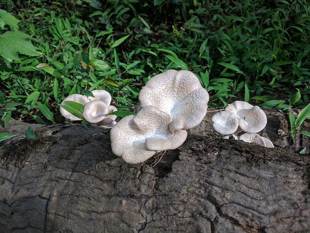 Researchers in Nigeria successfully cultivate wild mushroom in agricultural waste