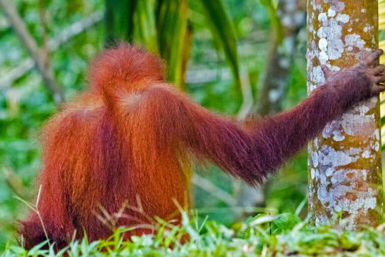 Indonesia threatens prison time for unauthorized downloads of forest data