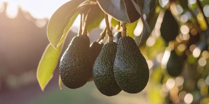 How One Acre of Avocado Trees Can Bring in Up to Ksh1.4 Million Annually